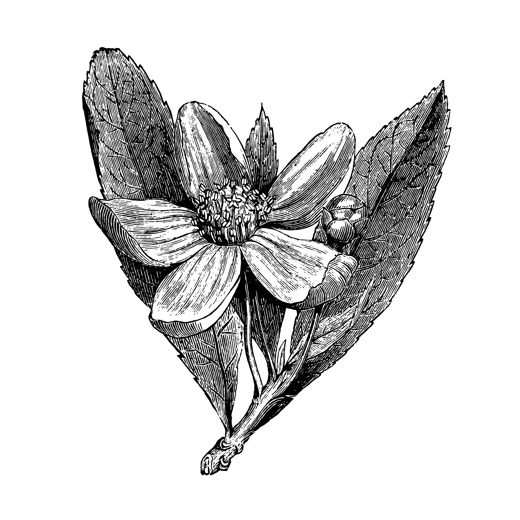 Accident Pro Prime